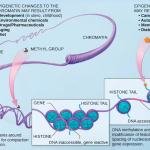 DNA contains molecular patterns that indicate where in the body it came from.